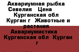 Аквариумная рыбка - Севелия › Цена ­ 200 - Курганская обл., Курган г. Животные и растения » Аквариумистика   . Курганская обл.,Курган г.